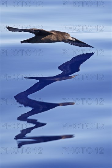 Flesh-footed Shearwater