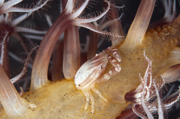 Porcelain Crab