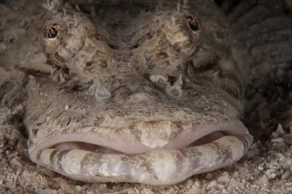 Brown-headed Flathead