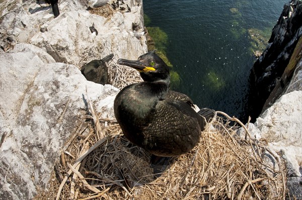 European Shag