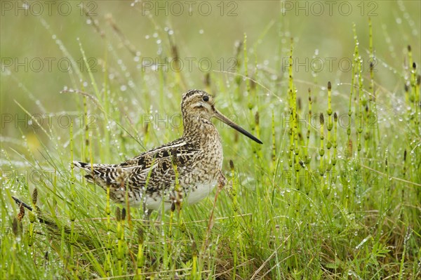 Common Snipe