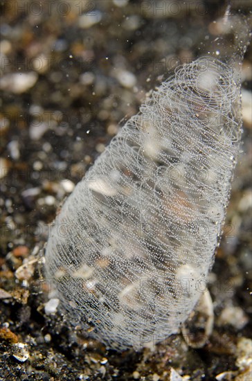 Pilsbry's Headshield Slug