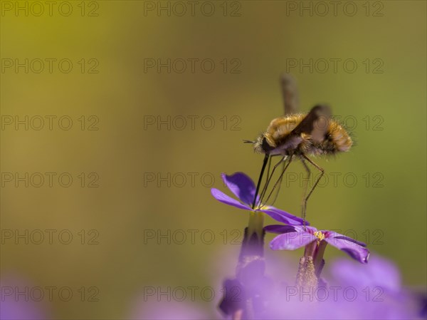 Common Bee-fly