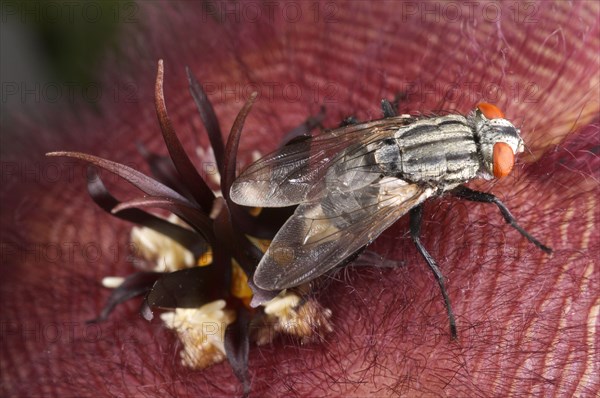 Flesh fly