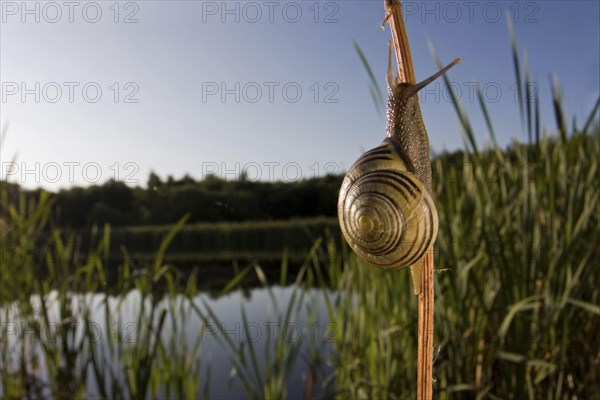 Brown-lipped Grove Snail