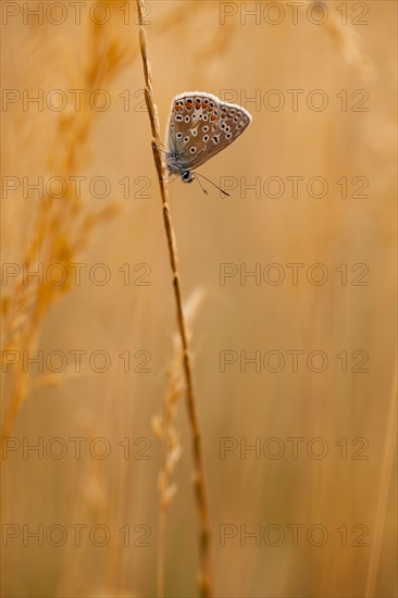 Common Blue