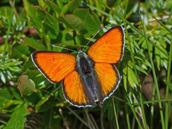 Purple-edged Copper