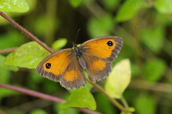 Maniola tithonus