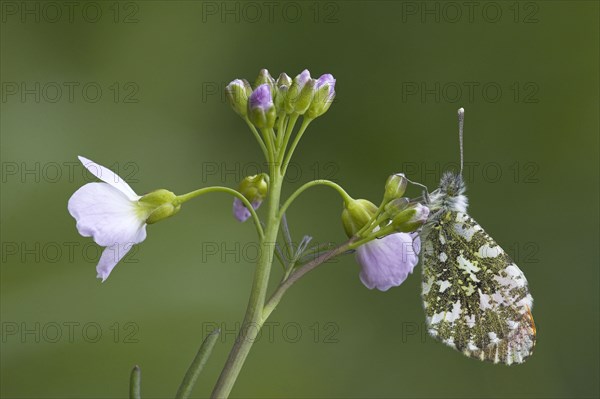 Orange tip