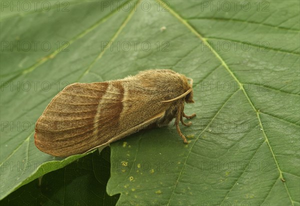 Fox Moth