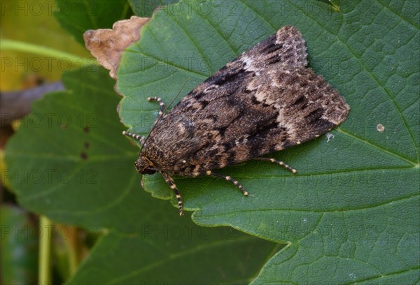 Copper underwing