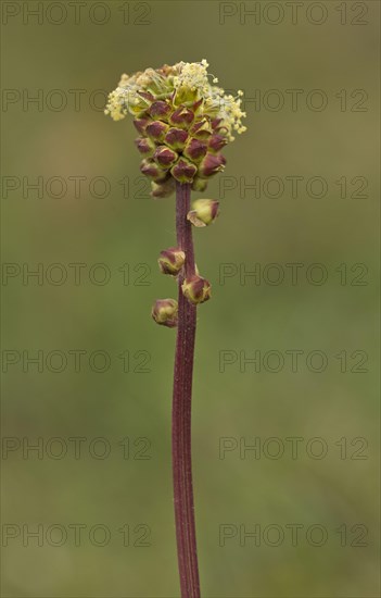 Salad Burnet