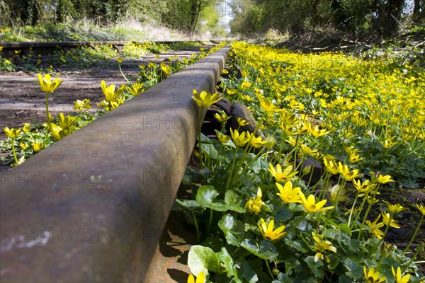 Lesser Celandine