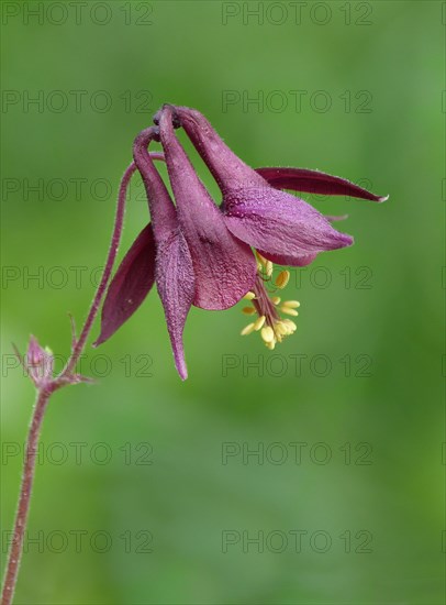 Dark dark columbine