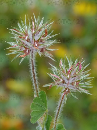 Starry clover