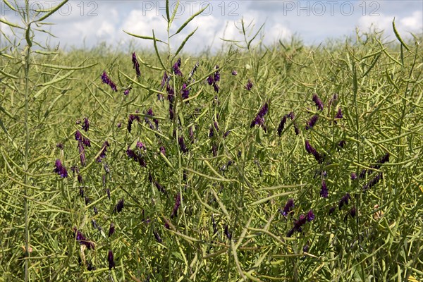 Tufted Vetch