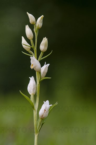 White white helleborine