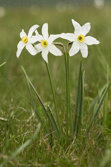 White Narcissus