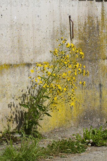 Flowering Rough rough hawksbeard