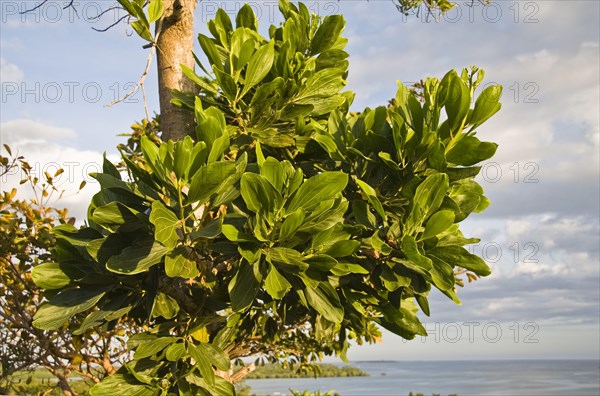 Mangium wattle