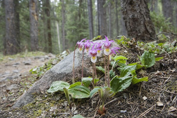 Flowering calypso orchid