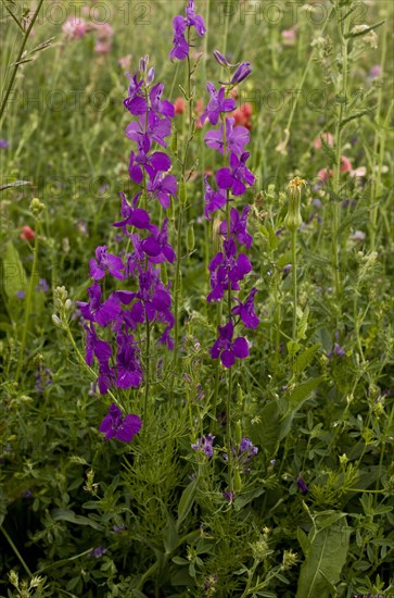 Purple Larkspur