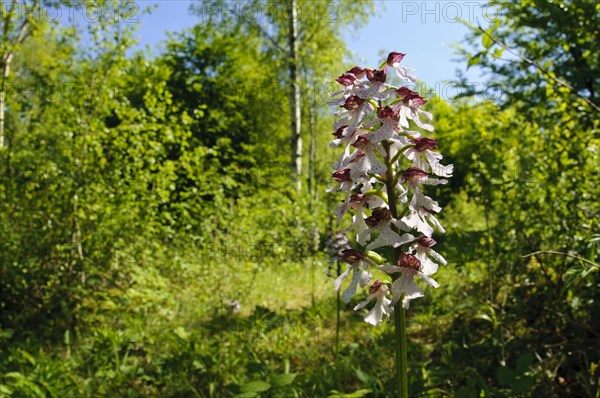 Lady Orchid