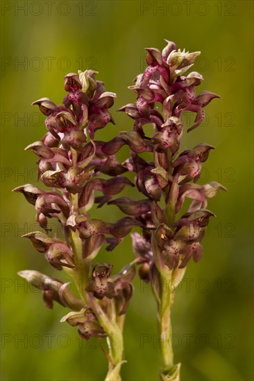 Anacamptis coriophora