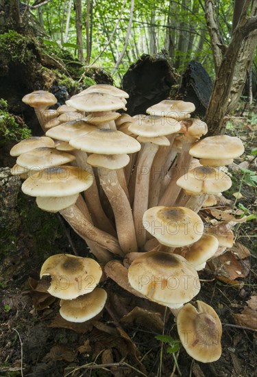 Fruiting body of honey fungus