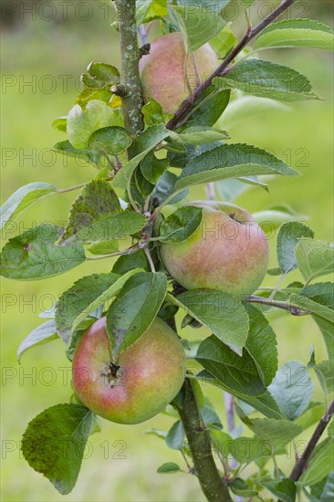 Cultivated apple tree