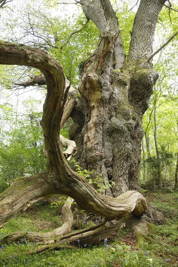 Sessile oak