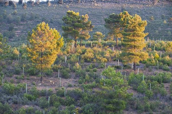 Hillside with Gum Cistus