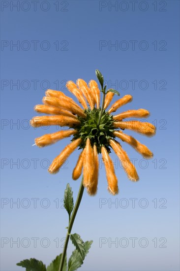 Flowering wild lion's tail