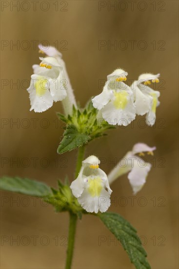 Downy Hemp-nettle