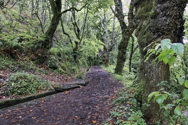 Levada trail