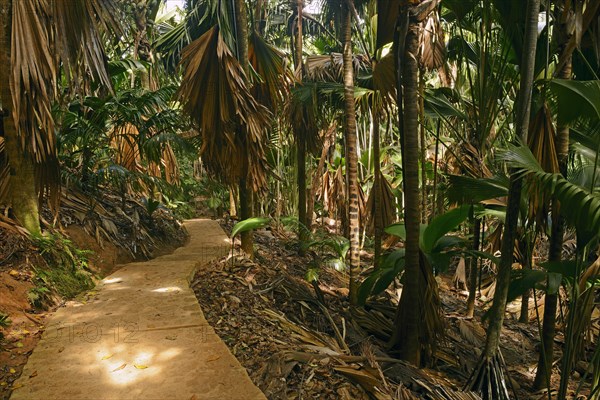 Trails and vegetation in Vallee de Mai National Park