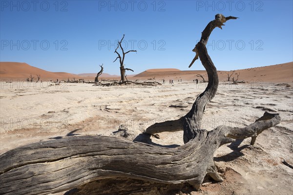 Dead camel thorn