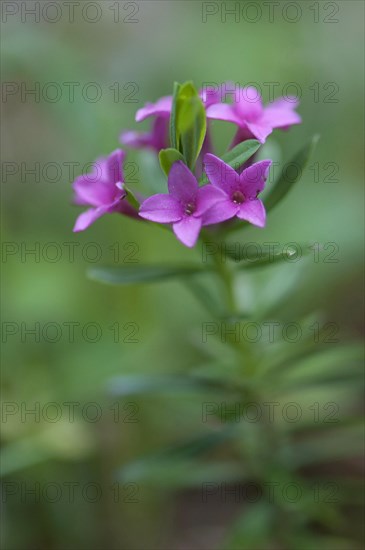 (Daphne cneorum)