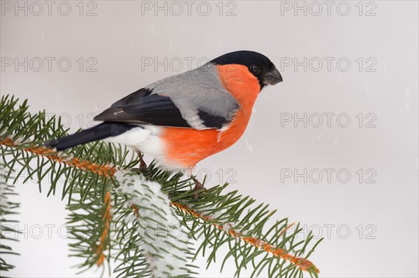 Bullfinch