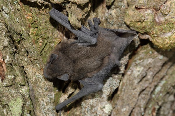 Common pipistrelle