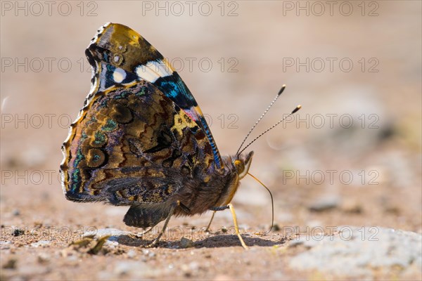 Red Admiral