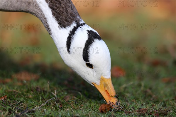 Bar-headed goose