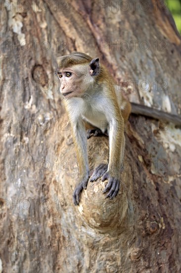 Toque macaque