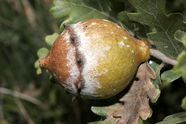 Oak gall