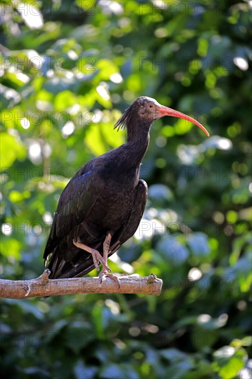 Northern Bald Ibis