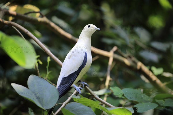 Torres Strait imperial pigeon