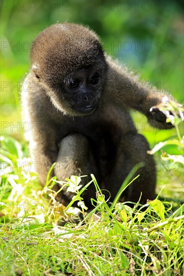 Grey woolly monkey