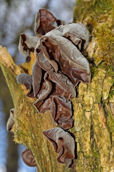 Jew's ear