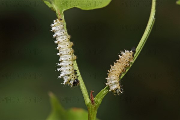 Goddess tree moth