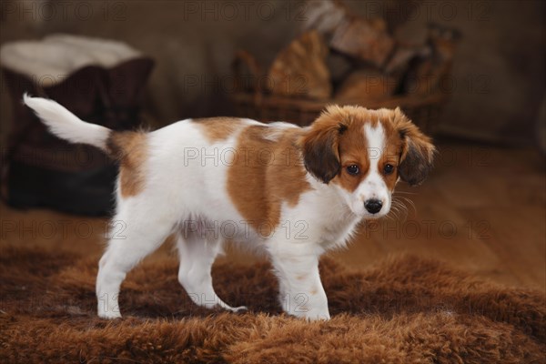 Kooikerhondje